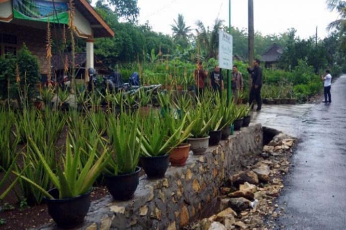 Lidah Buaya Gunung Kidul